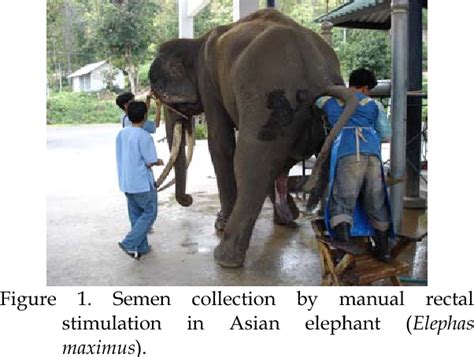 elephant cum|Liquid Semen Storage in Elephants (Elephas maximus and ...